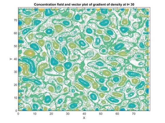 Concentration field and vector plot of gradient of density at t30